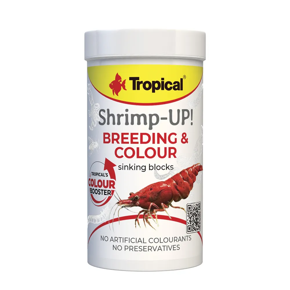 Tropical Shrimp-up! Breeding & Colour
