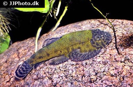 Gastromyzon lepidogaster