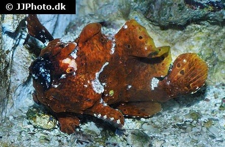 Frogfish "Antennarius maculatus" rød