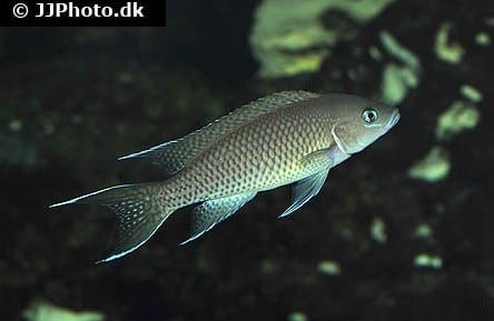 Neolamprologus gracilis
