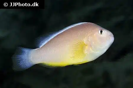 Amphiprion akallopisos PAR